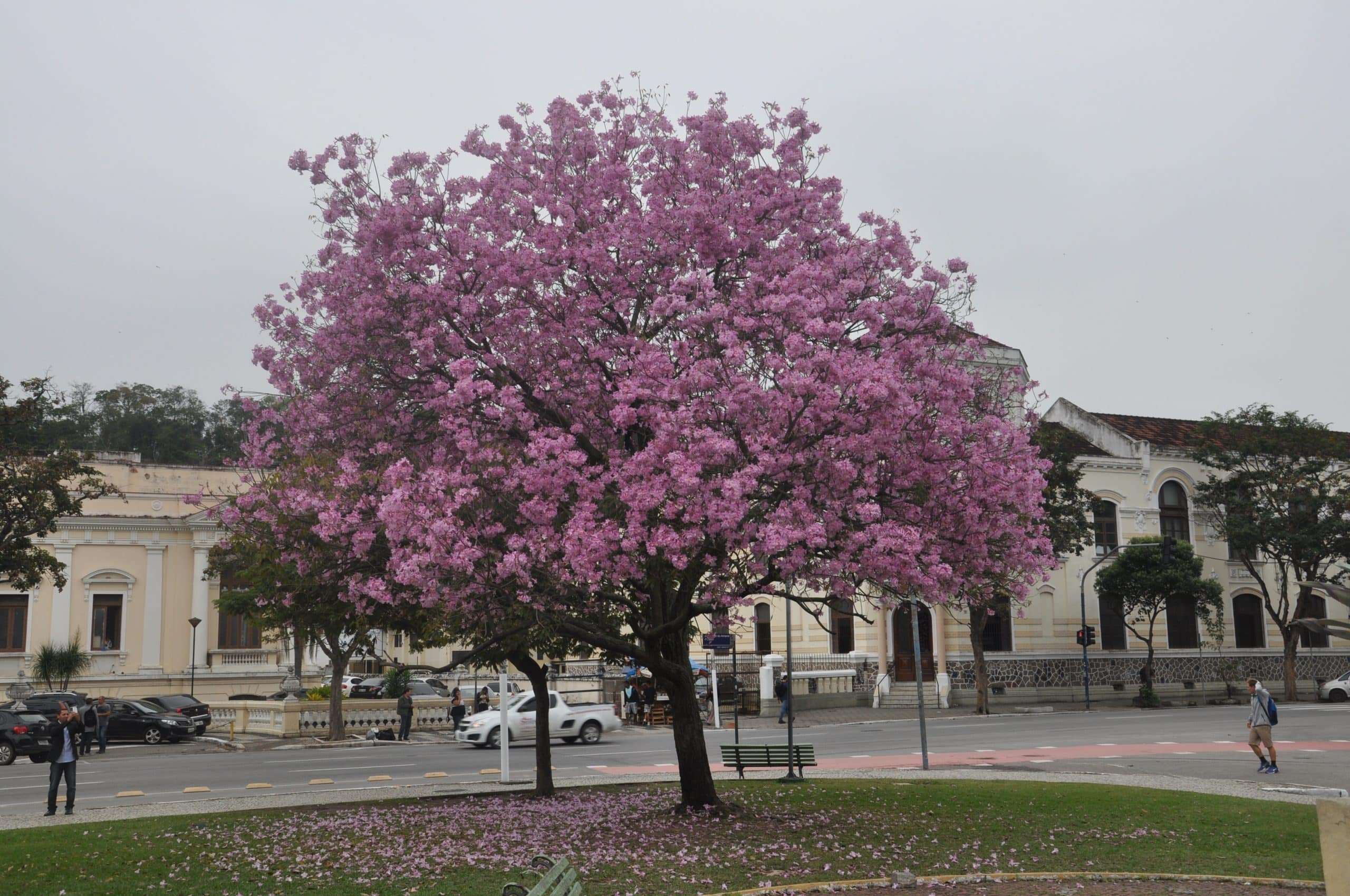 Chegada da primavera é senha para floração dos Ipês em Niterói — A Seguir  Niterói