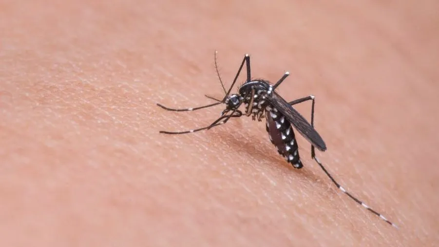 mosquito dengue aedes