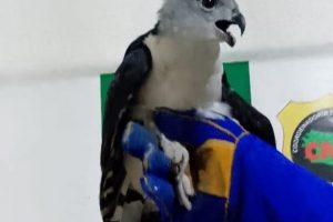 Divulgação - gavião resgatado (1)
