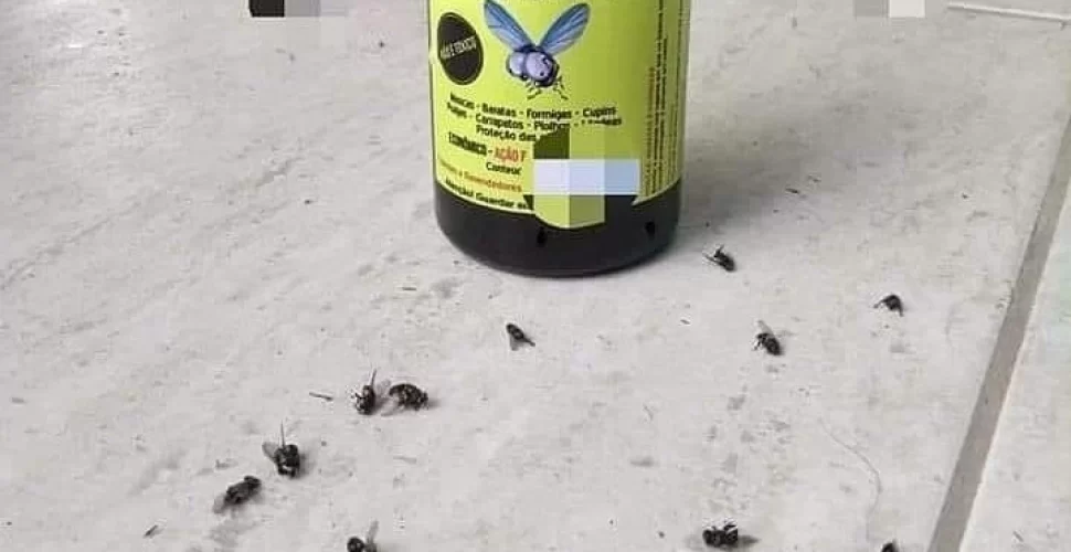 Infestação de mosquito em Niterói : Foto- Felipe Antunes