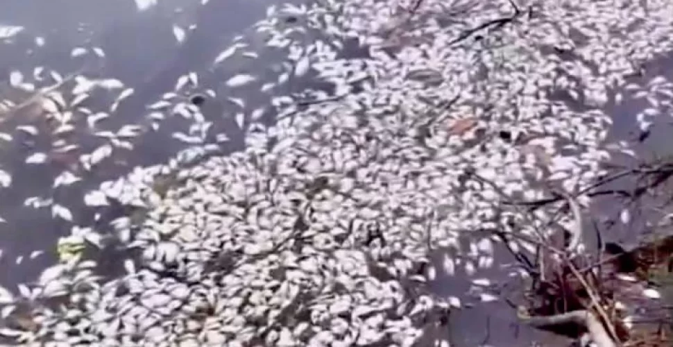 Mortandade de peixes na Lagoa de Piratininga. Foto- Reprodução : Redes Sociais