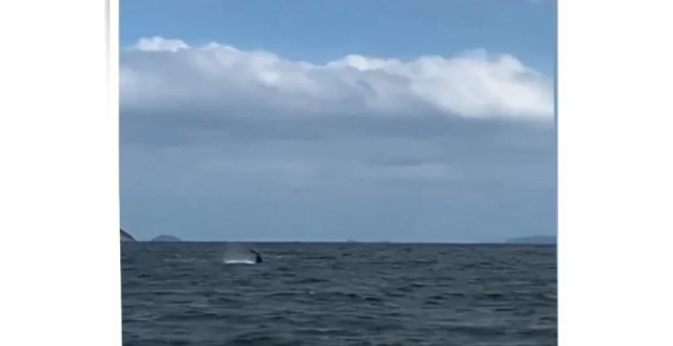 Na imagem, baleia acena com a cau da para fora d'água, em Itaipu. Reprodução de vídeo de leitor