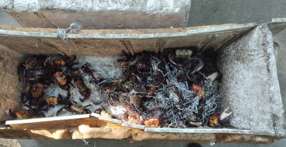 Guarda Municipal recupera mais 180 caranguejos durante venda ilegal. Foto: Prefeitura de Niterói