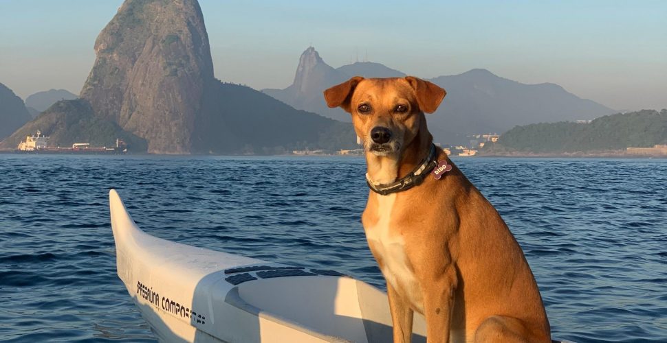 Dido, o cão da canoa polinésia