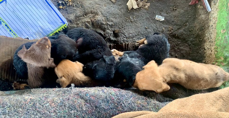 Resgate amigo: ação de voluntários combate abandono de cães e gatos em Niterói