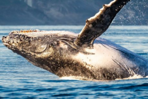 baleia jubarte - credito humberto badine