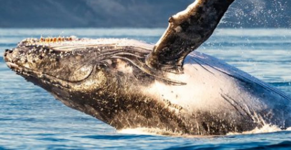 baleia jubarte - credito humberto badine