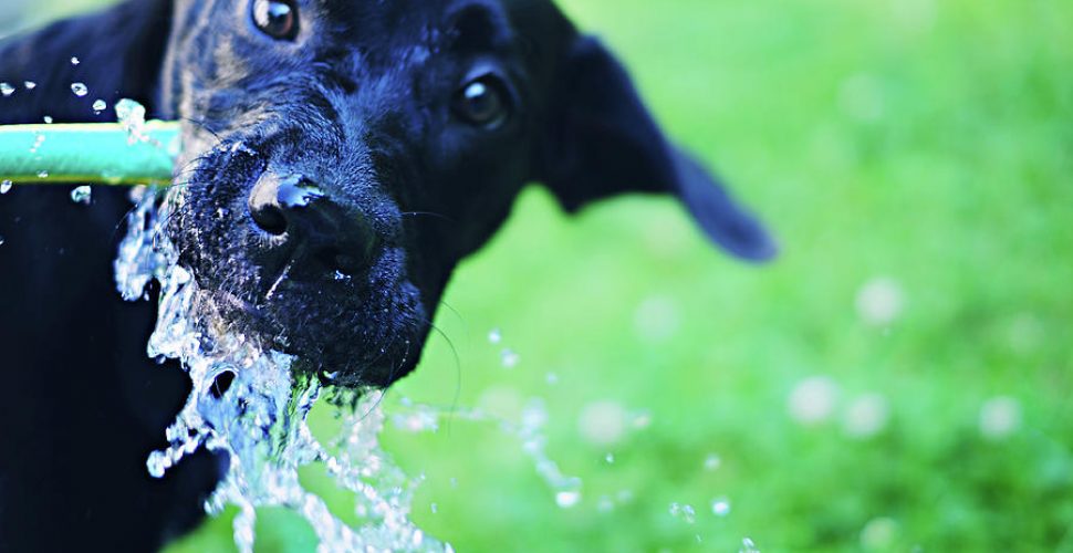 cachorro bebendo água