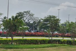 canteiro em frente O Túnel de Charitas