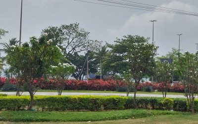 canteiro em frente O Túnel de Charitas