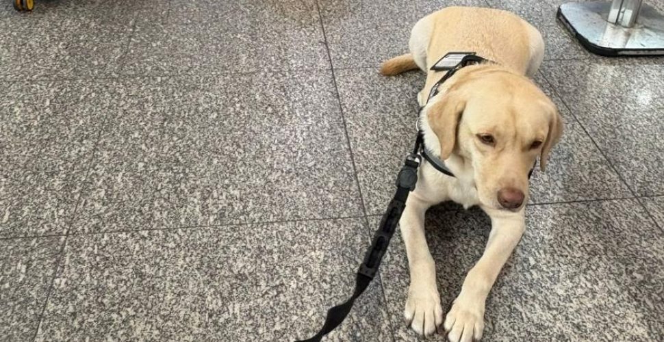 cao-teddy-impedido-de-embarcar-no-aeroporto-do-galeao-1748179847733_v2_900x506