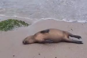 capivara morta