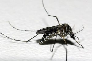 Casos de dengue explodiram no estado do Rio em 2022. Foto:  leitor