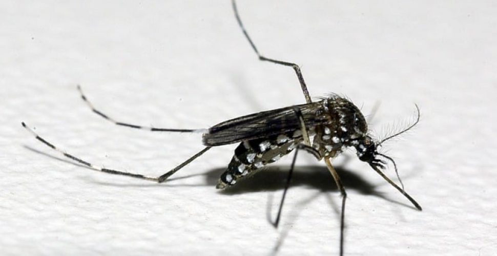 Casos de dengue explodiram no estado do Rio em 2022. Foto:  leitor