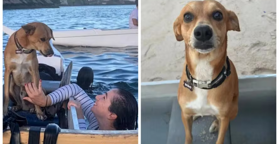 Cão da canoa polinésia da Boa Viagem está desaparecido em Niterói