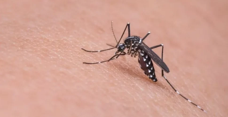 mosquito dengue aedes