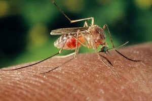 mosquito febre oropouche