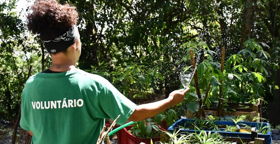 plantio de árvore em niterói