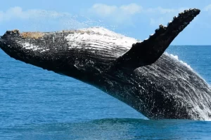 projeto baleia jubarte