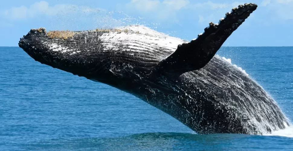 projeto baleia jubarte